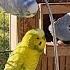 Budgie TV Happy Active Playful Budgie Sounds Help Your Bird Sing