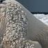 Rescuers Saved A Mother Polar Bear Injured By Millions Of Barnacles Just In Time