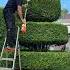 топиарная стрижка туй Topiary Gardener Gardening топиарнаястрижка