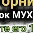 САМАЯ СИЛЬНАЯ Дуа Читал Пророк МУХАММАД Исчезнут все семейные проблемы деньги богатство риск