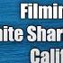 Great White Sharks Filmed Breaching In California