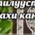 Mega ВКЛЮЧАЙТЕ СУРУ БАКАРА В ДОМЕ НЕ БУДЕТ ШАЙТАНОВ И ВСЕГО ПЛОХОГО АЛЛАХ ДАЕТ МИЛОСТЬ И ЗАЩИТУ