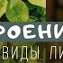 Лист Строение функции и значение Биология 6 класс Внешнее и внутреннее строение листа Листопад