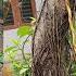 Banyan Tree Propagation From Cuttings And Technique For Producing Aerial Roots