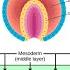 Stages Of Animal Development Cleavage Gastrulation Organogenesis