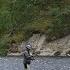 SALMON FISHING In THE NORTH THE KOLA PENINSULA RIVER HURRAH PART 1