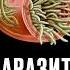 Этот способ ВЫГОНИТ всех паразитов НАВСЕГДА Глисты ненавидят это Фитотерапевт Евгений Козлов