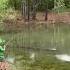 Boy Overjoyed After Catching Large Bass Out Of Pond 1128715