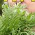 Wormwood For Digestive Problems And To Increase Sexual Drive