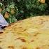 North OSSETIA Village Life Grandmother Cooks OSSETIAN PIES