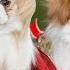 Japanese Chin Dog Breed Information