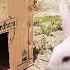 Unbelievable Rabbit Trap With Cardboard Box Amazing Rabbit Trap Best Trap Video 2021