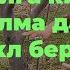 Ҳосилга кирган 6 ёшли олма дарахтига шакл бериш бўйича маслаҳатлар