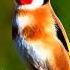 Wild Goldfinch Song From Algeria تغريد الحسون الخلوي الجزائري