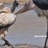 Marabou Stork Vs Vulture Wincent AkS32 Bird Nature Wildlife