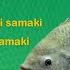 Ufugaji Wa Sato Perege Aina Za Tilapia Tilapia Lake Virus Kulisha Samaki