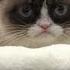 Grumpy Cat At Toy Fair 2014 With New Ganz Plushes Shirts And Other Products