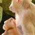 Most Lovely Baby Monkey Best Milk Feeding Time So Cute Baby Monkey