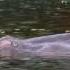 Baby Hippo Born At Memphis Zoo