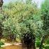 Jerusalem From The Garden Tomb To The Garden Of Gethsemane