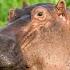 Hippopotamus Sounds What Sound Does A Hippo Make