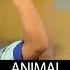 Animal Mark Angel Comedy Episode 206