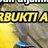 Suara Pikat Semua Jenis Burung Kolibri Full Durasi 1jam 100 Ampuh