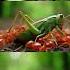 Cute Grasshopper And Ants Shortvideo Ants Grasshopper