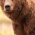 REWILDING BRITAIN Time For The Bear