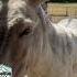 The Oregon Donkey Sanctuary Is A Refuge For Orphaned And Formerly Abused Donkeys Oregonfieldguide