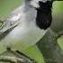 Песня Белой трясогузки White Wagtail Motacilla Alba