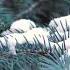 The Amazing Secrets Of Pine Needles