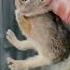 Baby Bunny Screaming After Being Rescue From Hungry Dogs Heartsome