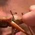 Man Swallows Giant Grasshopper Whole