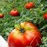 Harvesting Red Tomato In Garden Goes To The Market Sell Cooking And Farming Harvest DailyLife