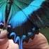 Inside The Lives Of Butterfly Traders National Geographic