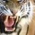 Awesome Tiger Roar Roma Bioparco Tigre Big Cat Sound