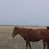 АЛА АЙҒЫР HORSES AT THE STEPPE зайсан жылқы үлкенқаратал жабы Horses Horses At The Steppe