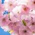 Relaxing Music In Japanese Style Cherry Blossom Season Calming Music For Nerves