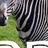 Zebras For Kids Learn All About Zebras FreeSchool