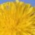 Time Lapse Dandelion Flower To Seed Head