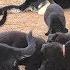 Funny East European Shepherd Puppies And Their Huge Parents Odessa