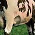 Atom Heart Mother Pink Floyd Remaster 2011 01