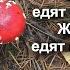 Пошёл в лес за грибами и остался там на дискотеку лучше не трогайте я Вам и так всё расскажу