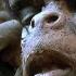 Homo Sapiens The Dazzling Rise Of Our Species Documentary