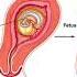 Lecture 12 Nutrition For Pregnancy Infancy And Early Childhood