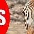 ZEBRA VIDEOS FOR KIDS Facts About Zebras For Children Preschoolers And Kindergarten