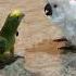 Sisu Birds Cockatoos Cockatoobird Cockatoo Sisu Pet Funny Parrot Bird Amazon