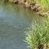 Fishing Battle In The Creek RECORD TROUT FISH