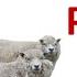 Are Ewe Period Sheep Breeds In Medieval History With THL Metylda Of Ravenslake